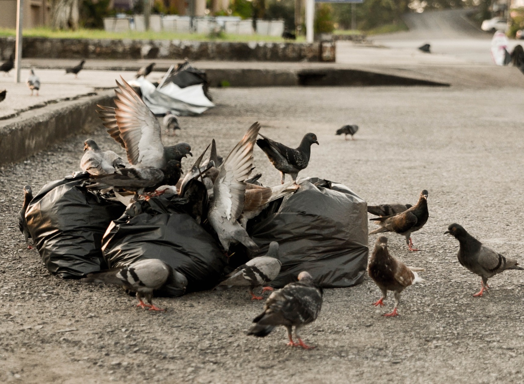 Pigeons on rubbish