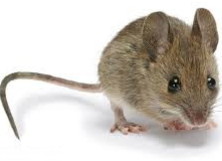 Mouse pest control