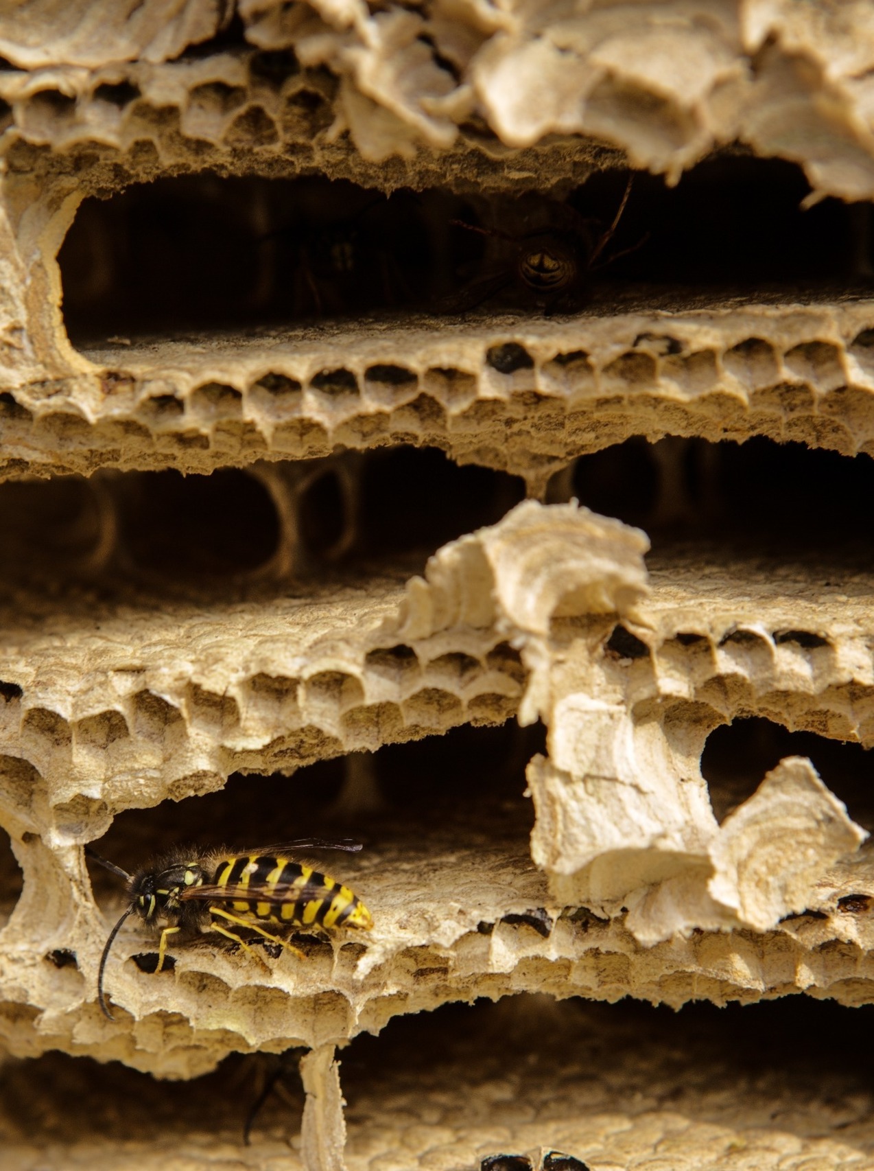 Wasp nest interior