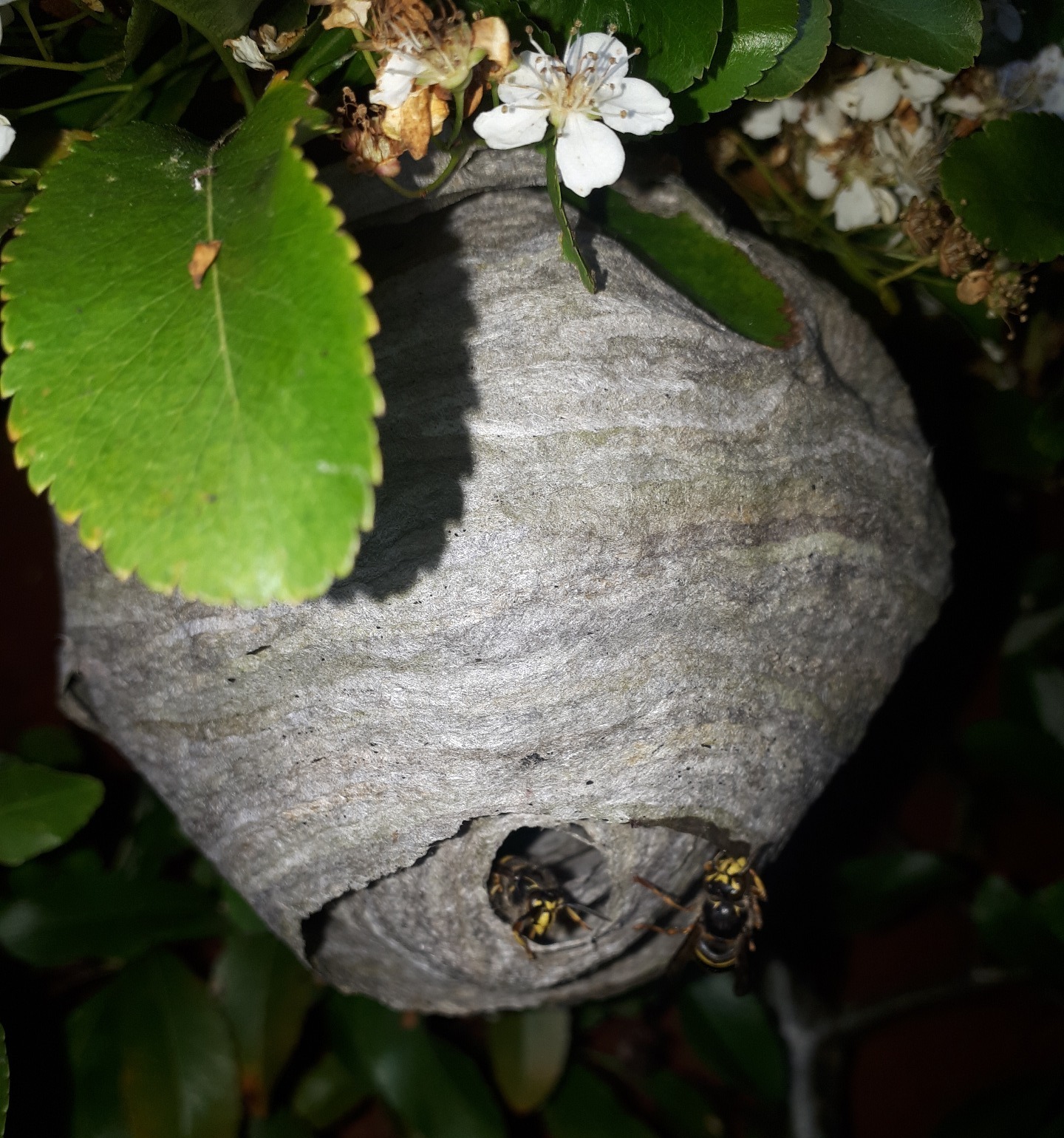 two wasps on a nest