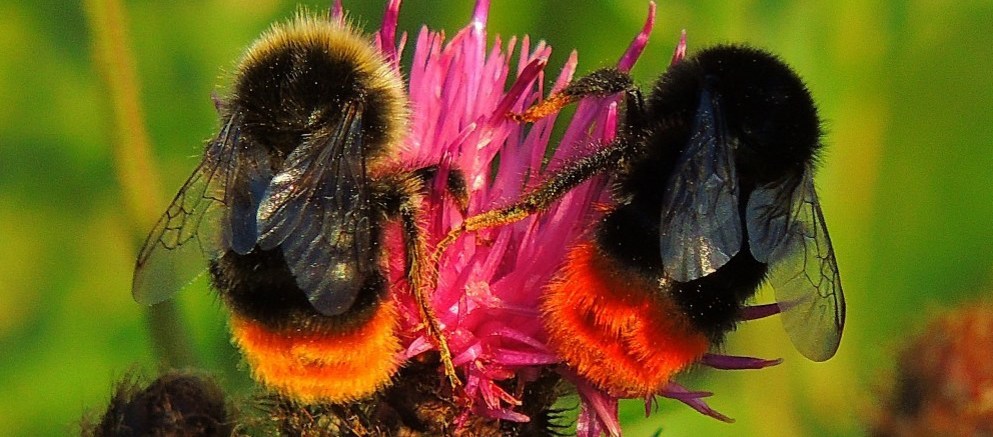 Bumblebees on a flower