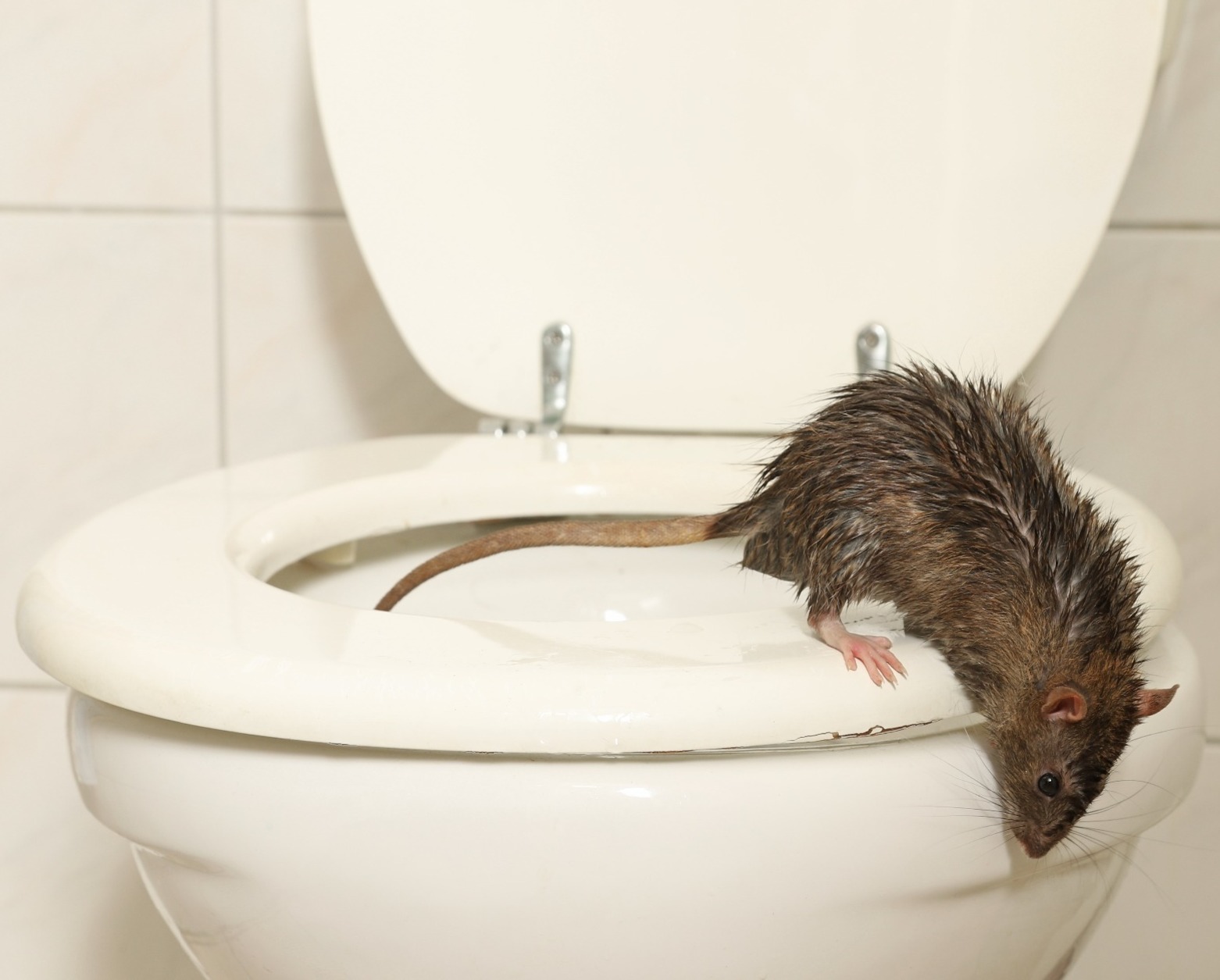 Rat on toilet