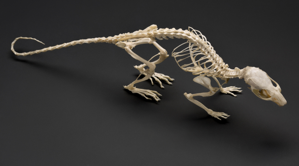 Rat skeleton