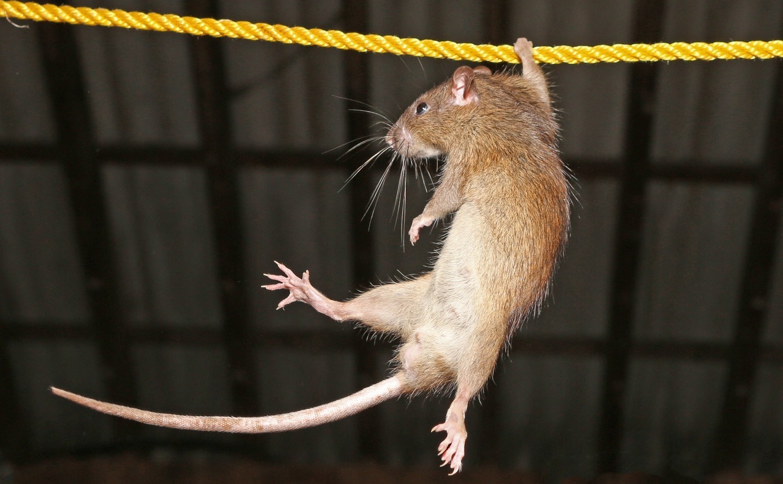 Rat hanging from a rope