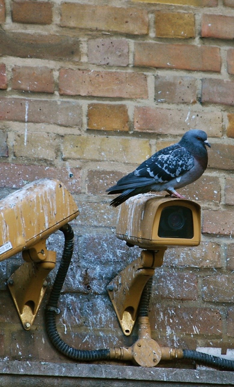 Pigeon on a camera