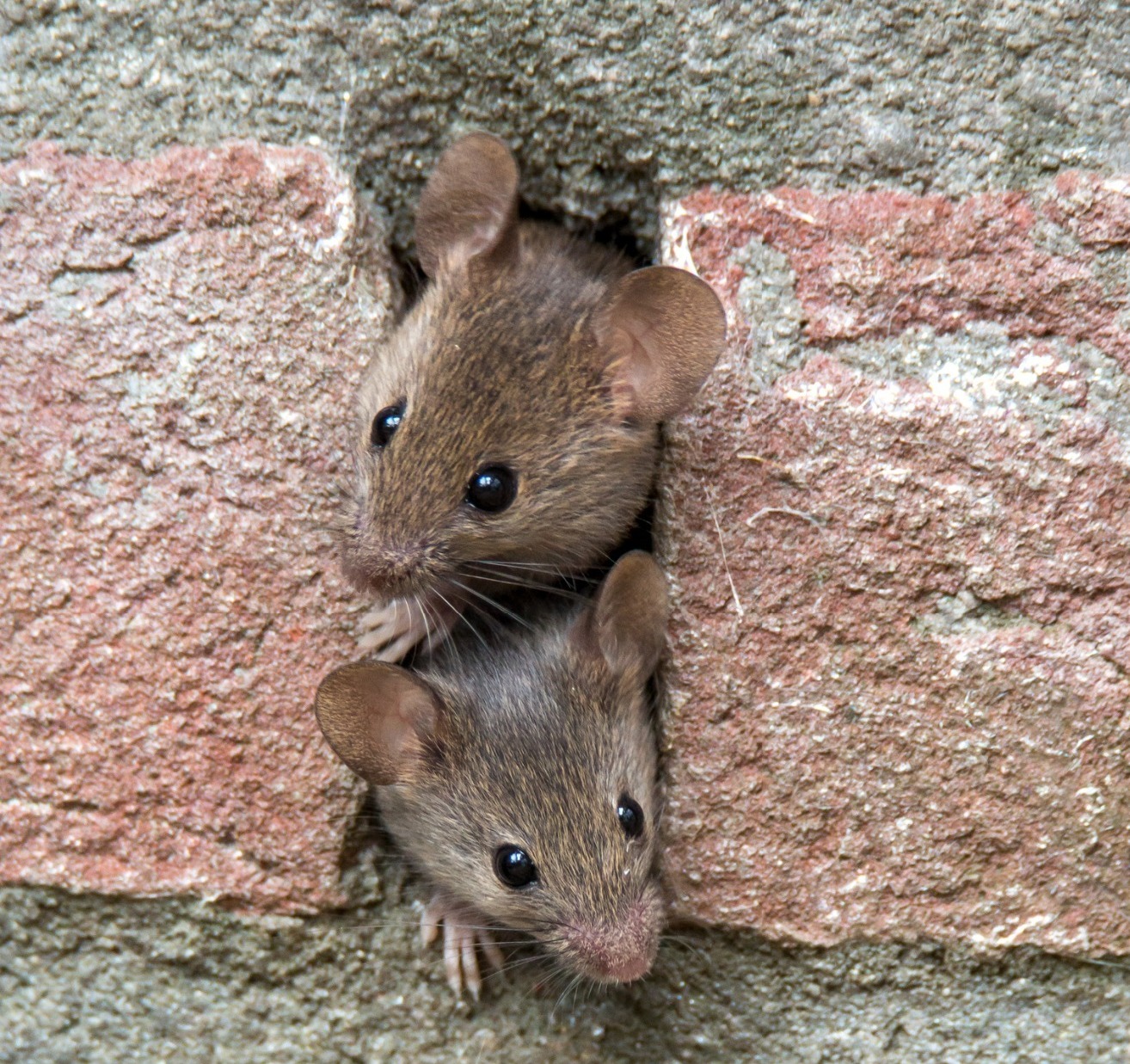 Mice in a wall