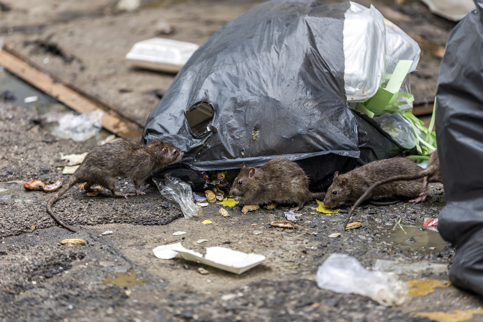 Rats in rubbish