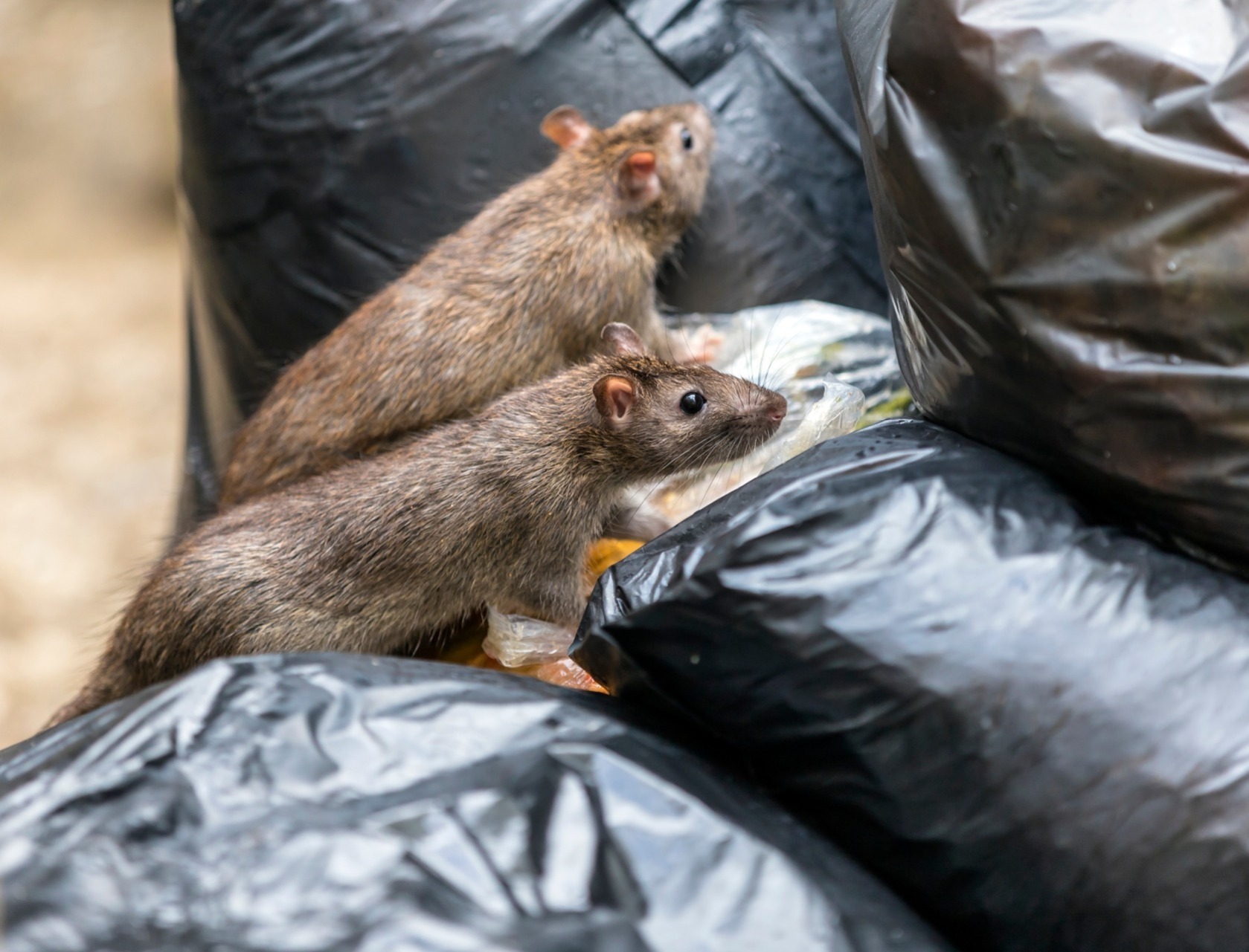 Rats in rubbish bags