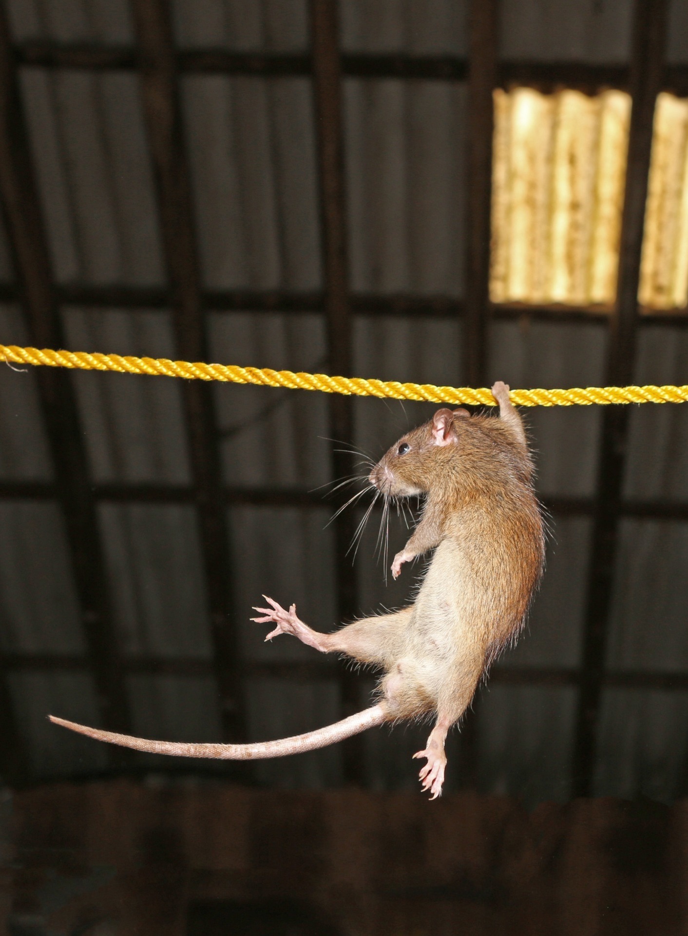rat hanging from a rope