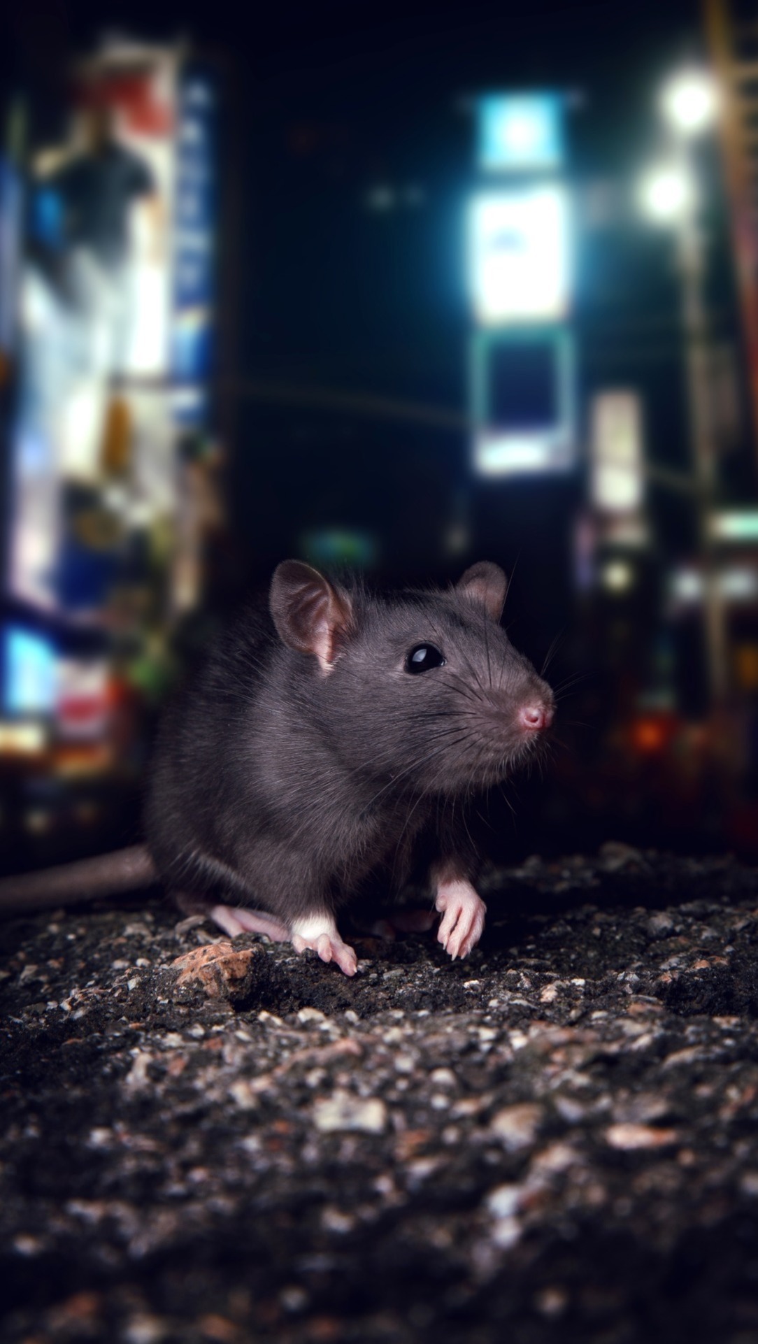 rat in the street at night
