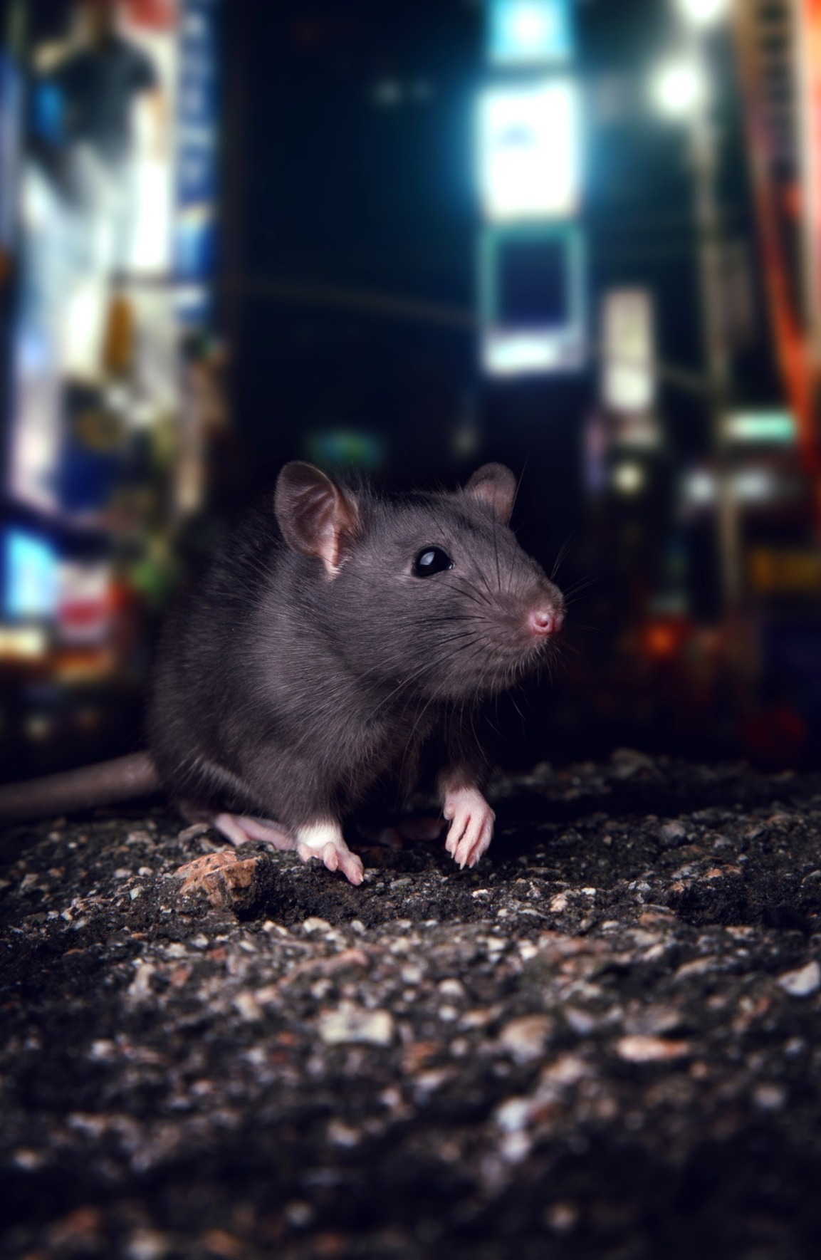 rat outside at night