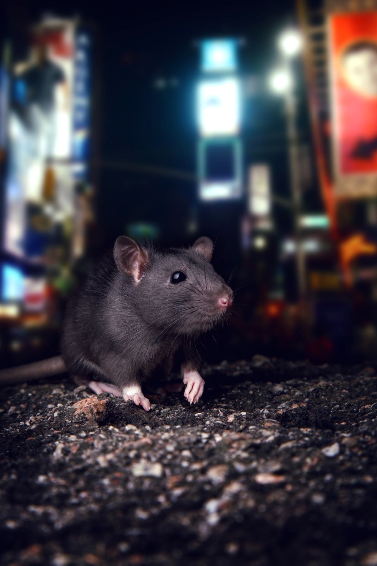 Rat feeding at night on the street