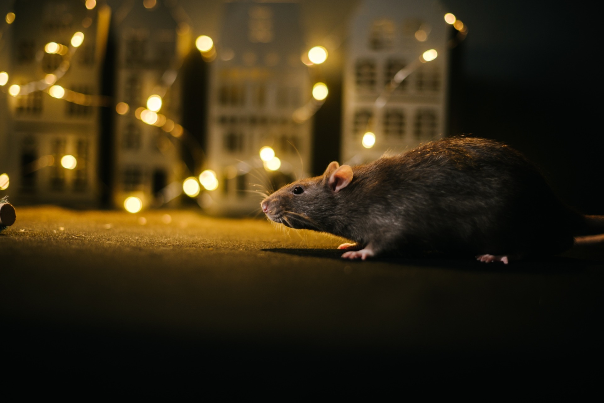 rat at night