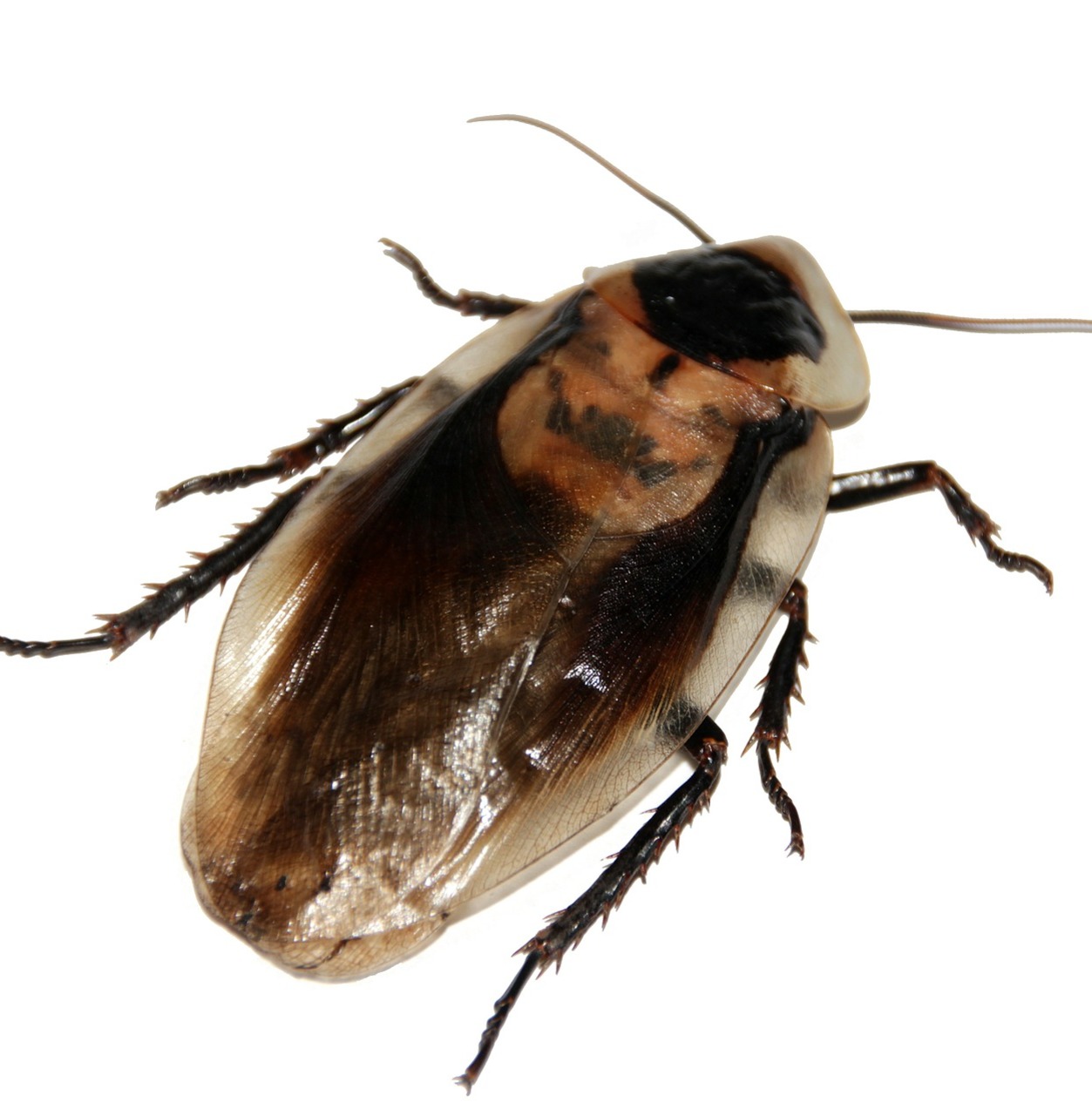 cickroach
