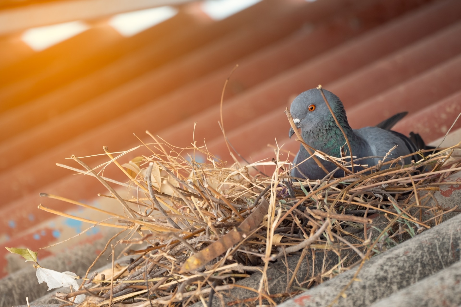 Pigeon on a nest