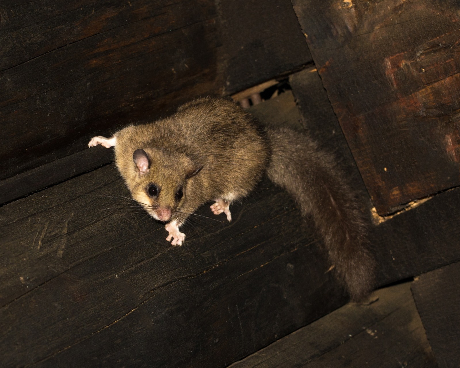 glis in a house