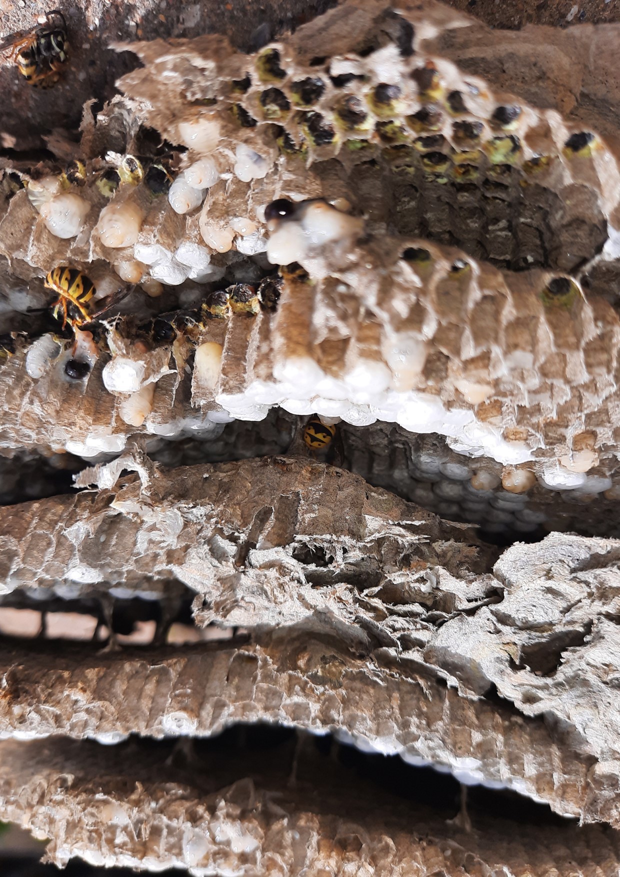 Inside a wasp nest
