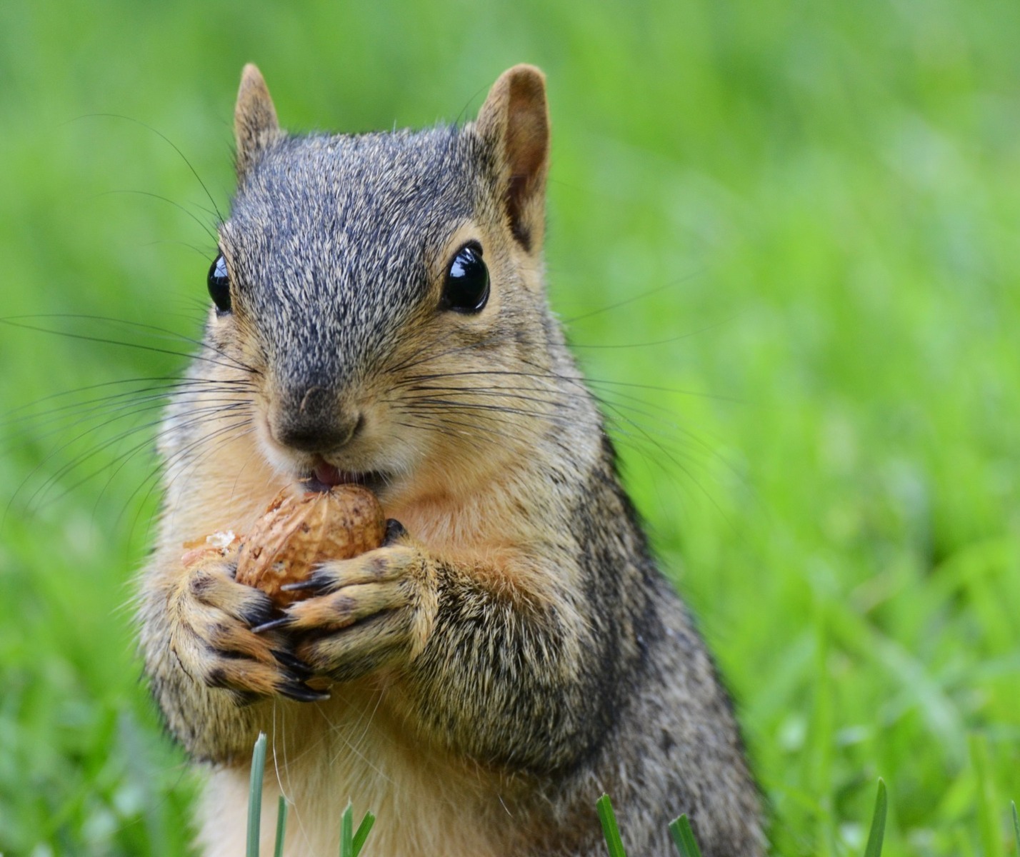 grey squirrel with a nut