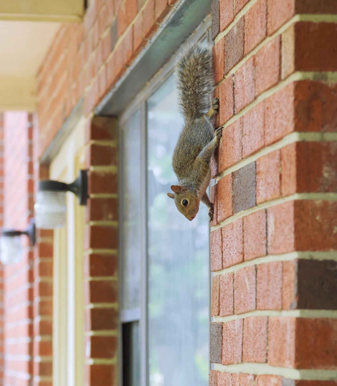 squirrel on a wall of a house