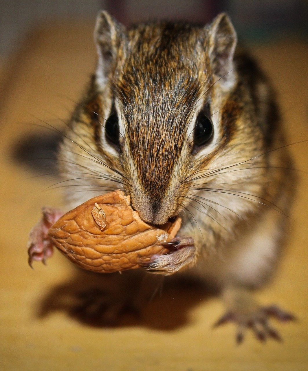 chipmunk with a large nut