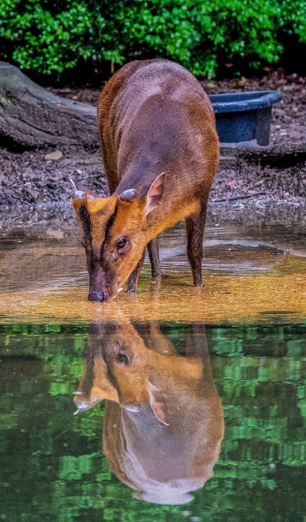 muntjac deer drinking from a pond