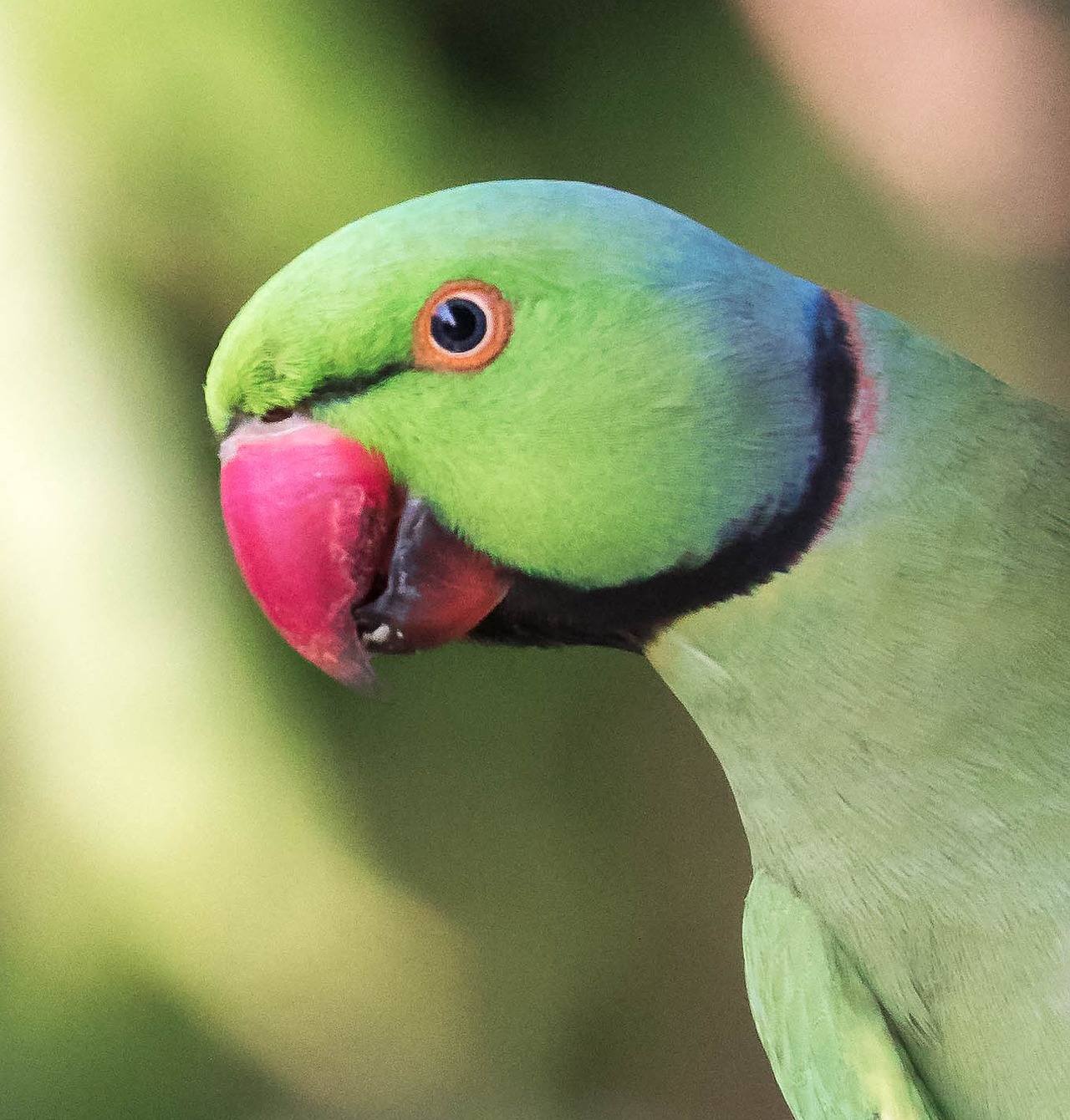 close up of a ring necked parakeet