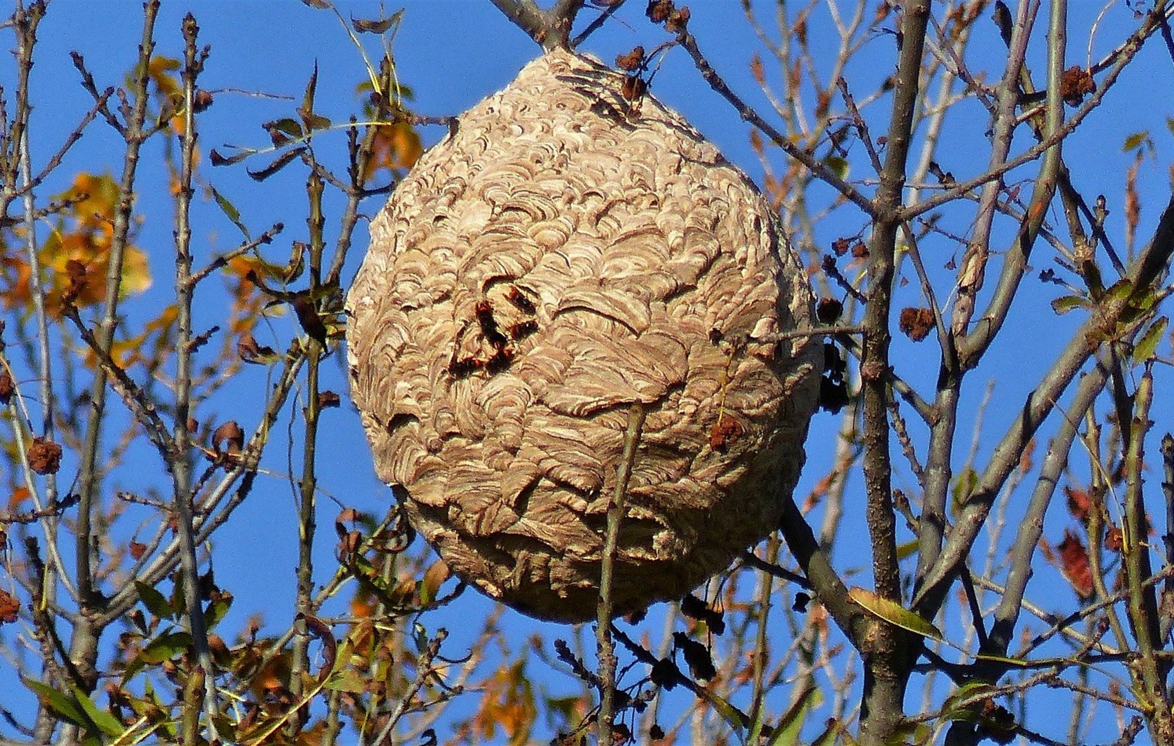 asian hornet nest