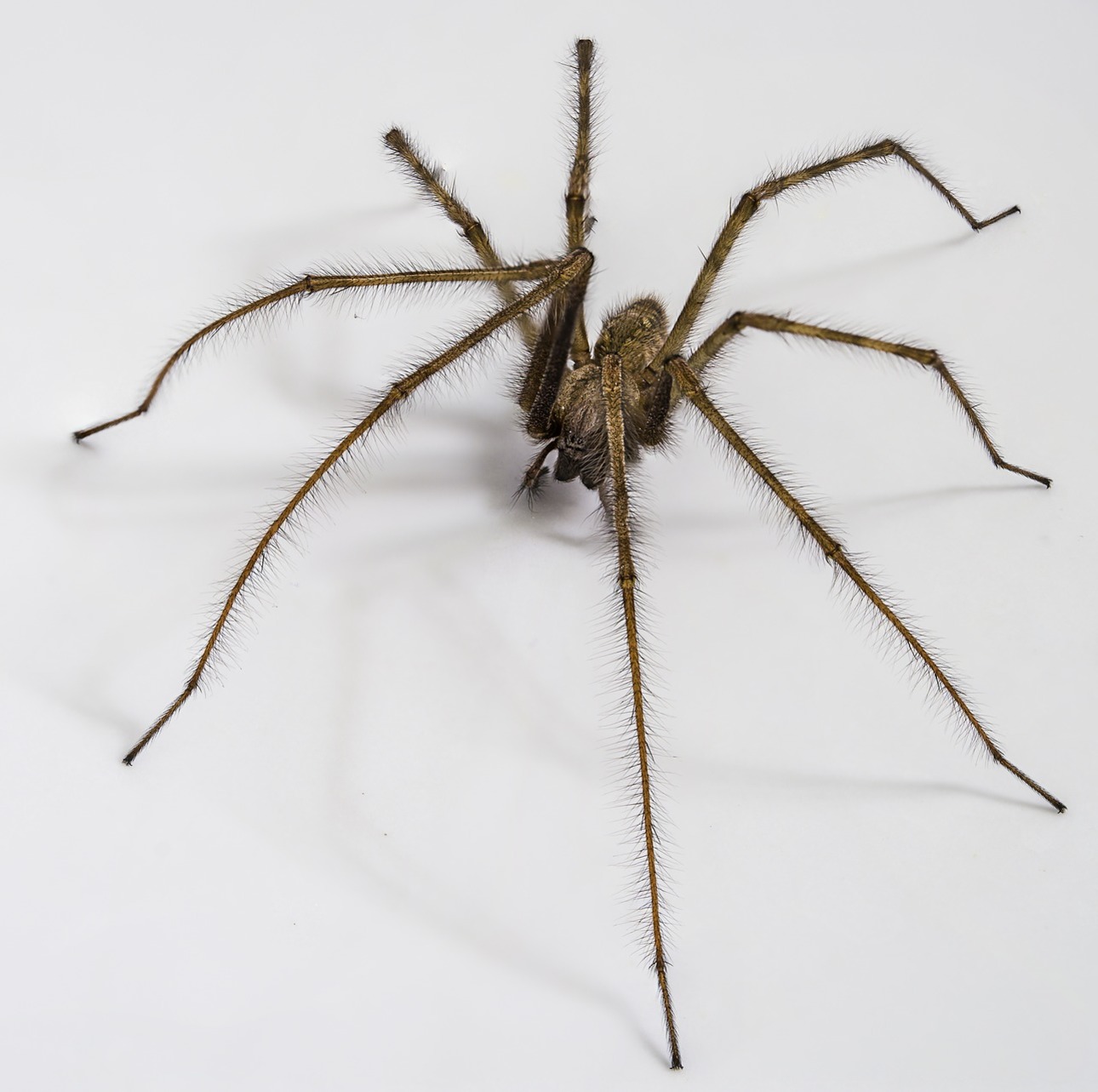 hairy house spider