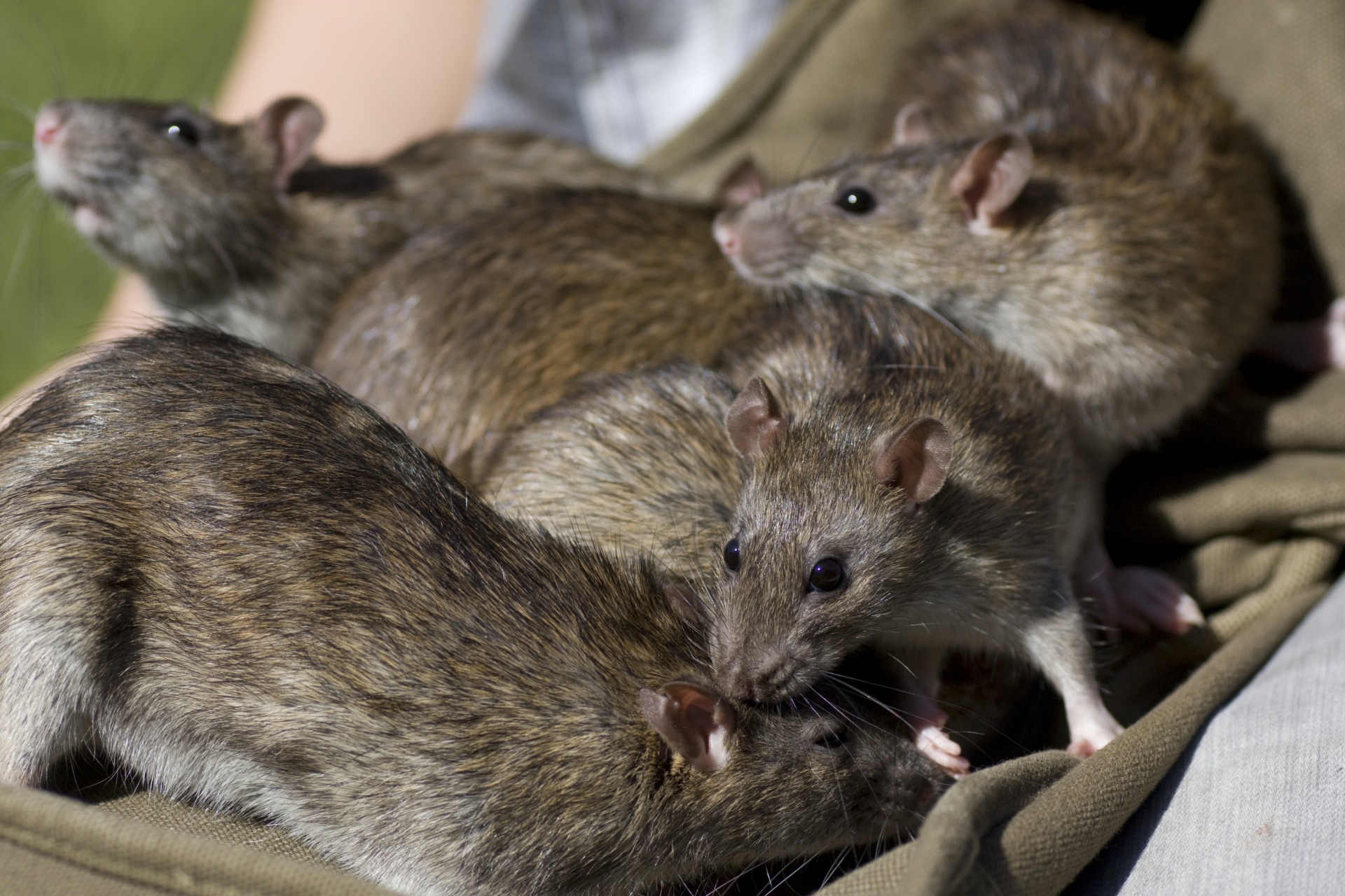 group of rats