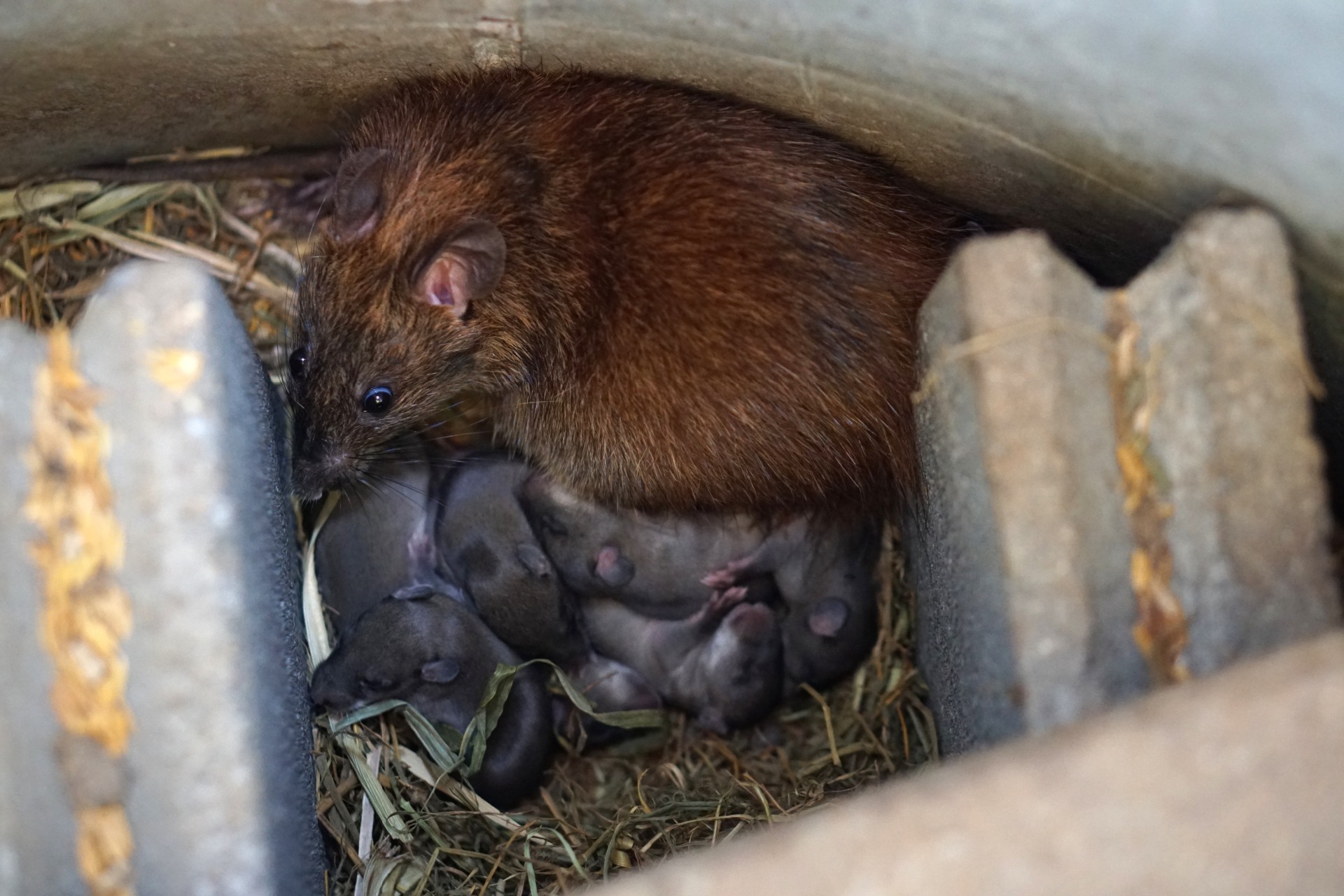 rat with babies