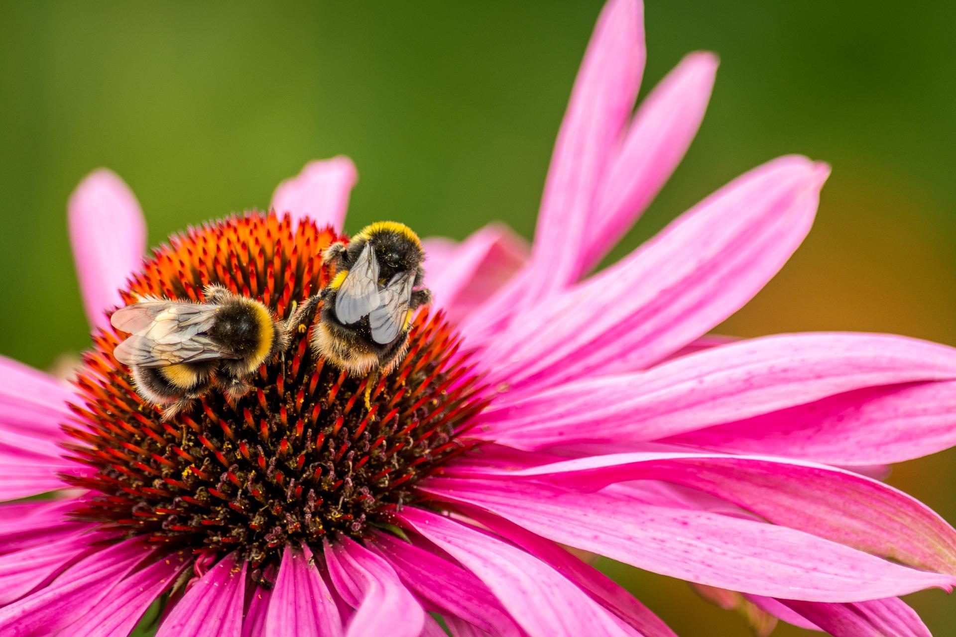 two bumblebees on a flower