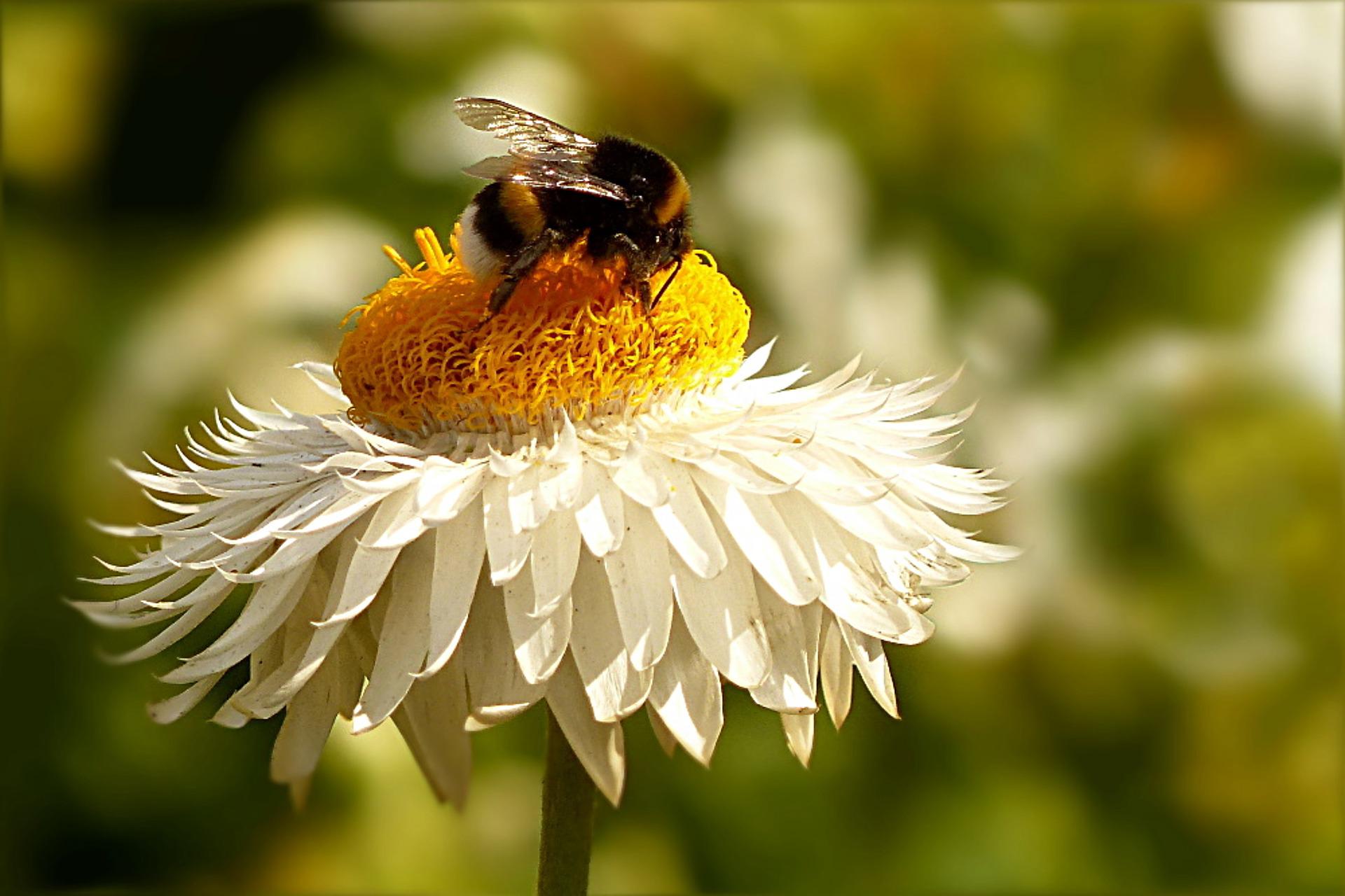 bumblebee on a daisy