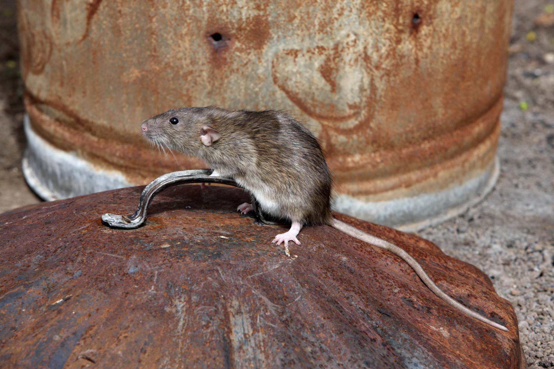 rat on a dustbin lid