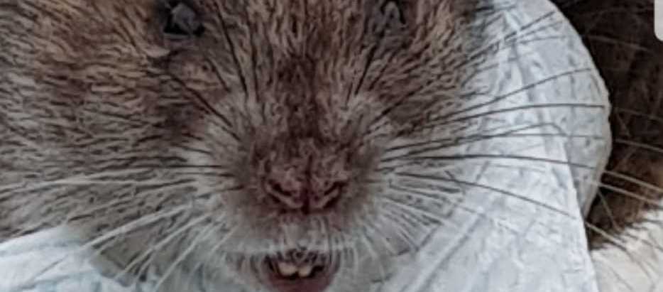 Rat close up