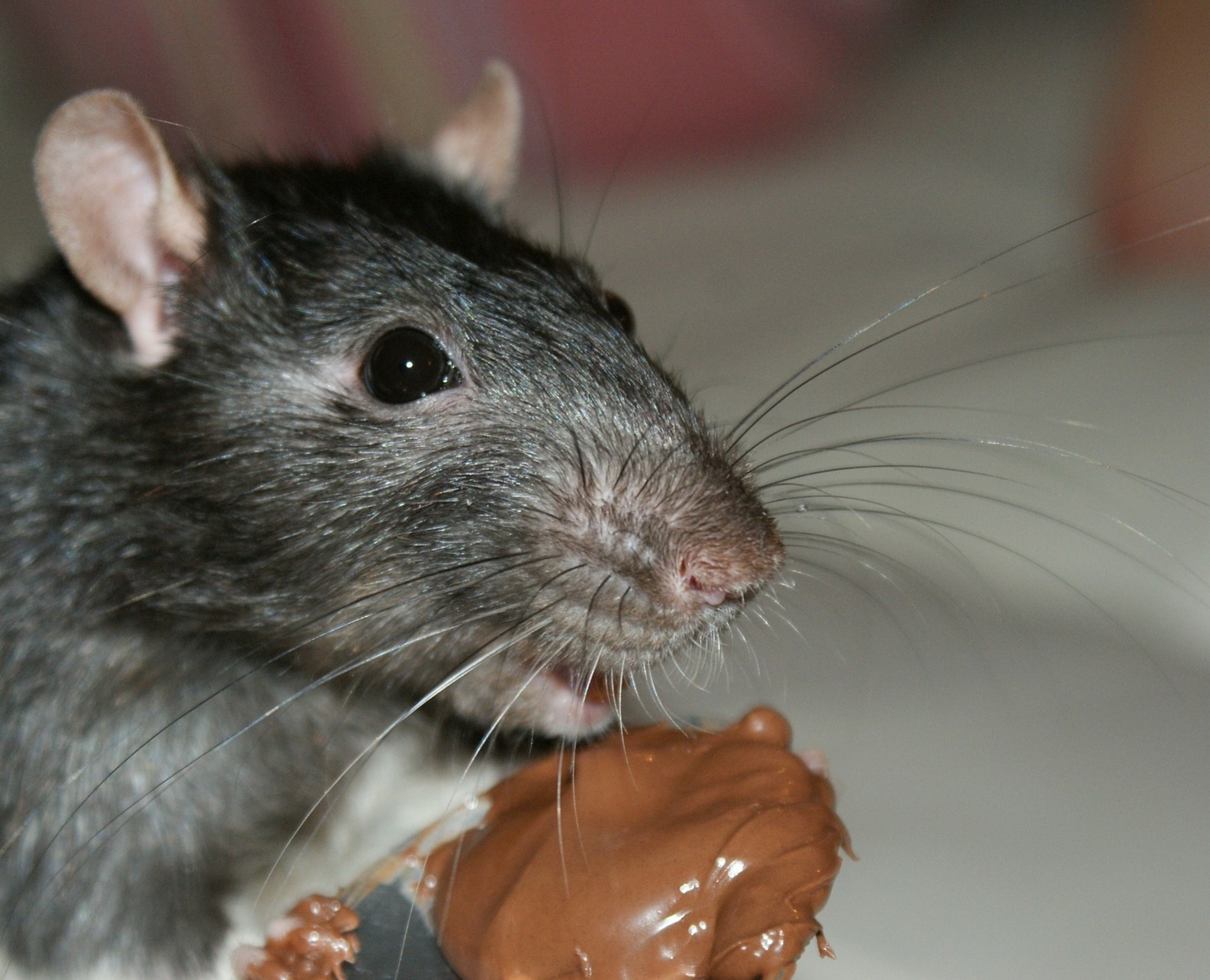 Rat eating