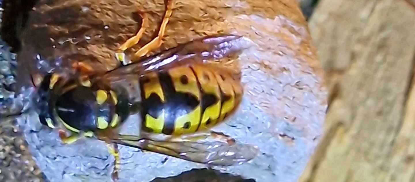 Wasp on its nest
