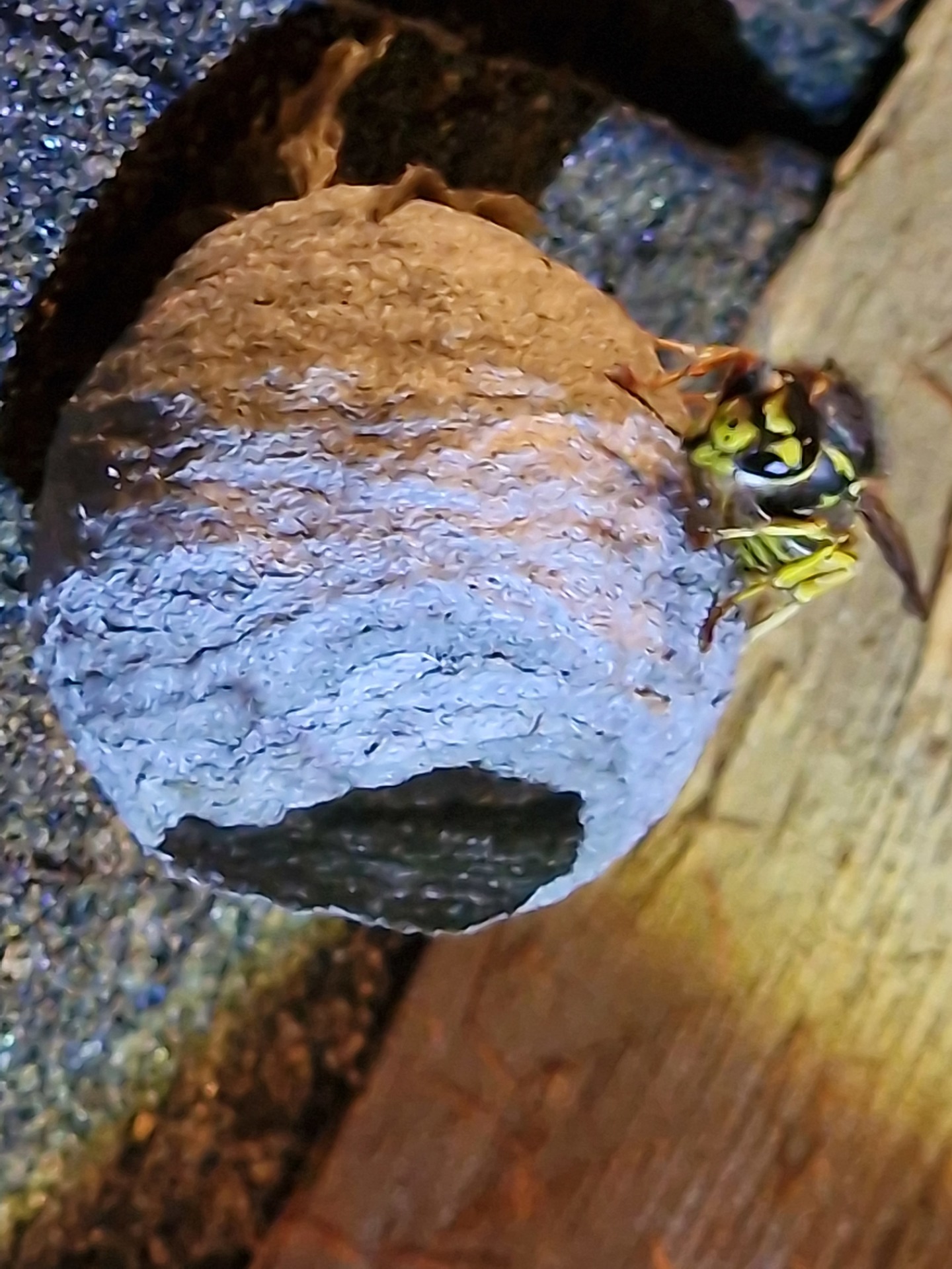 Wasp on a nest