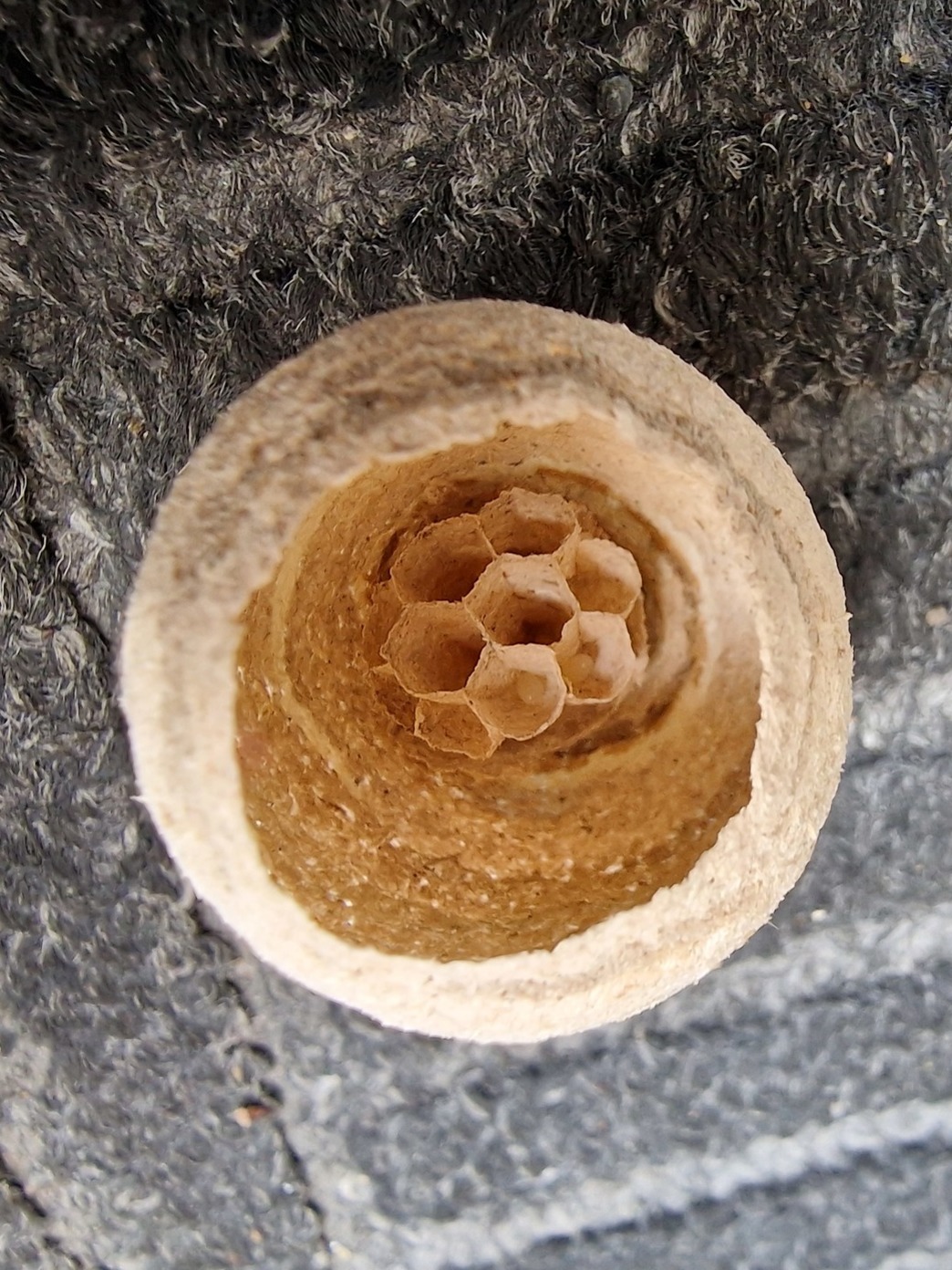 Small wasp nest