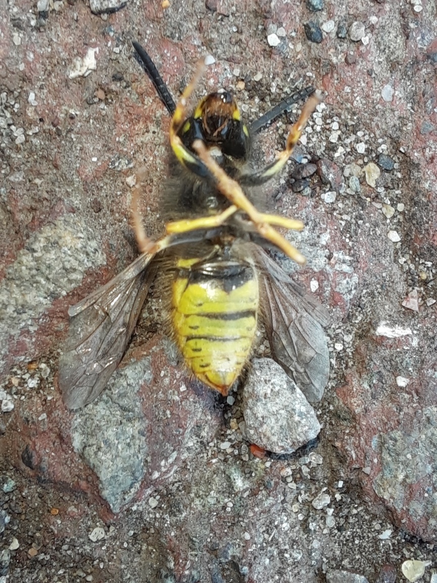 Dead wasp