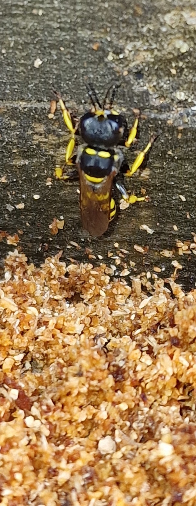 wood wasp
