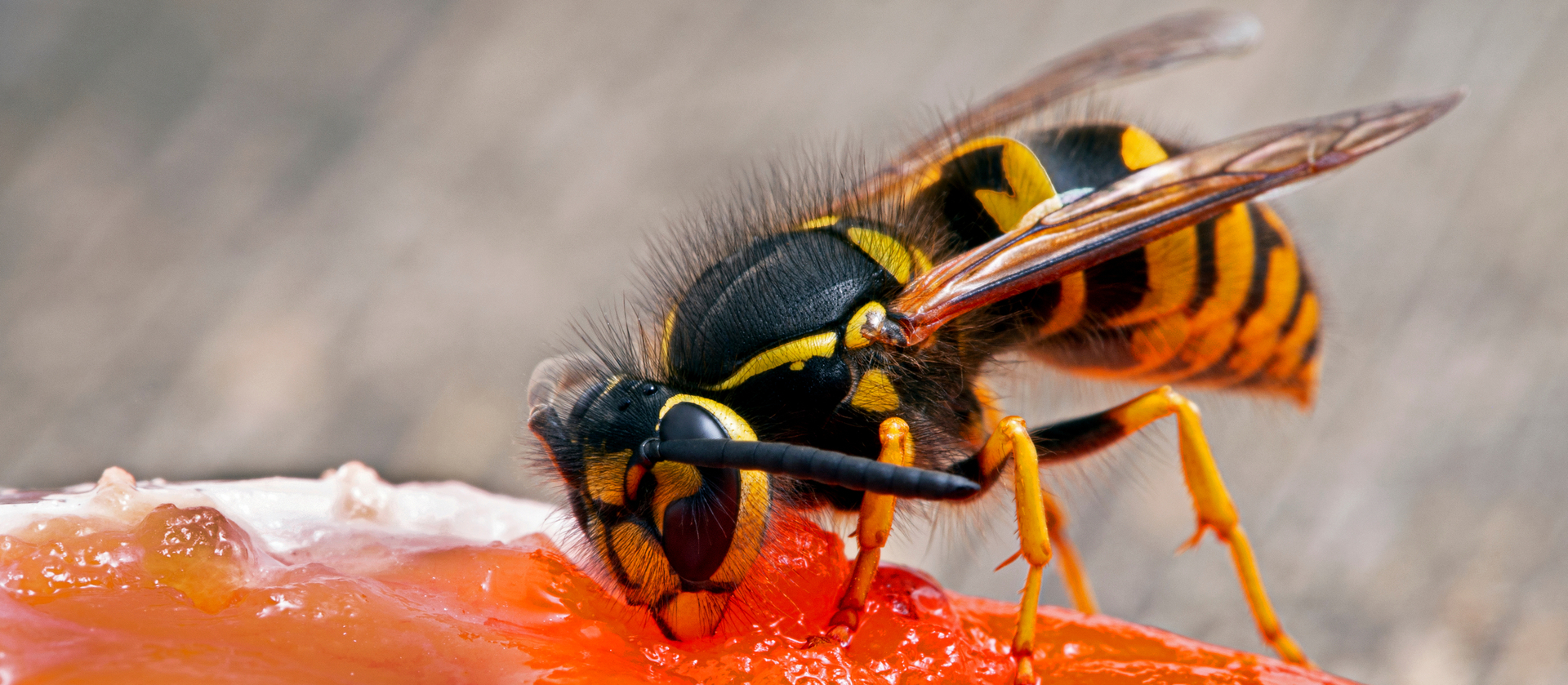 wasp feeding on jam