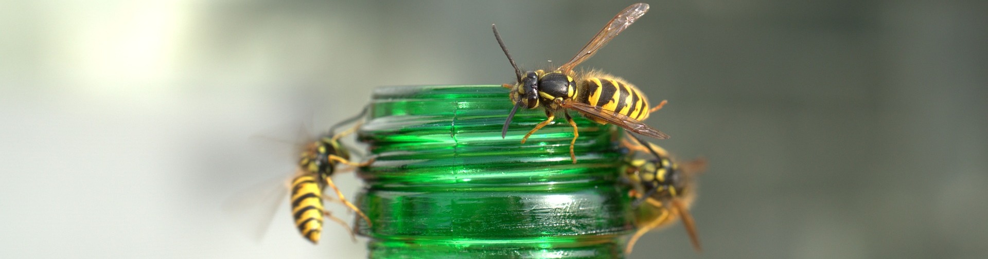 wasps on a bottle