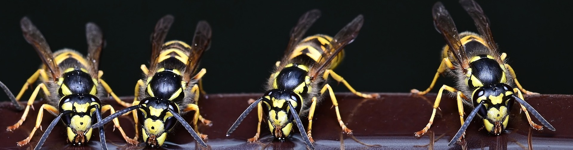 wasps drinking