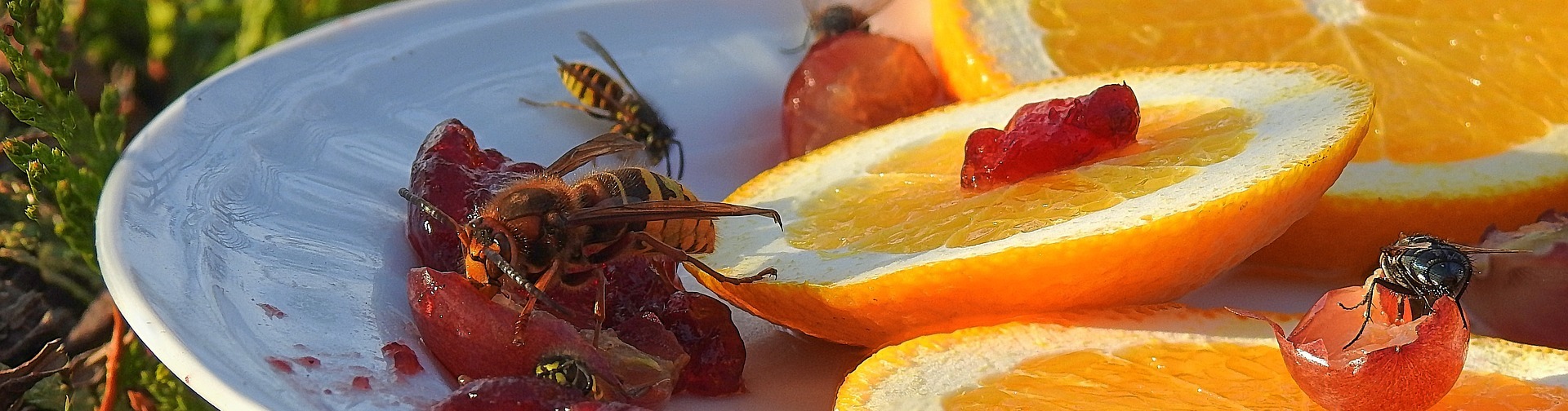 wasps feeding