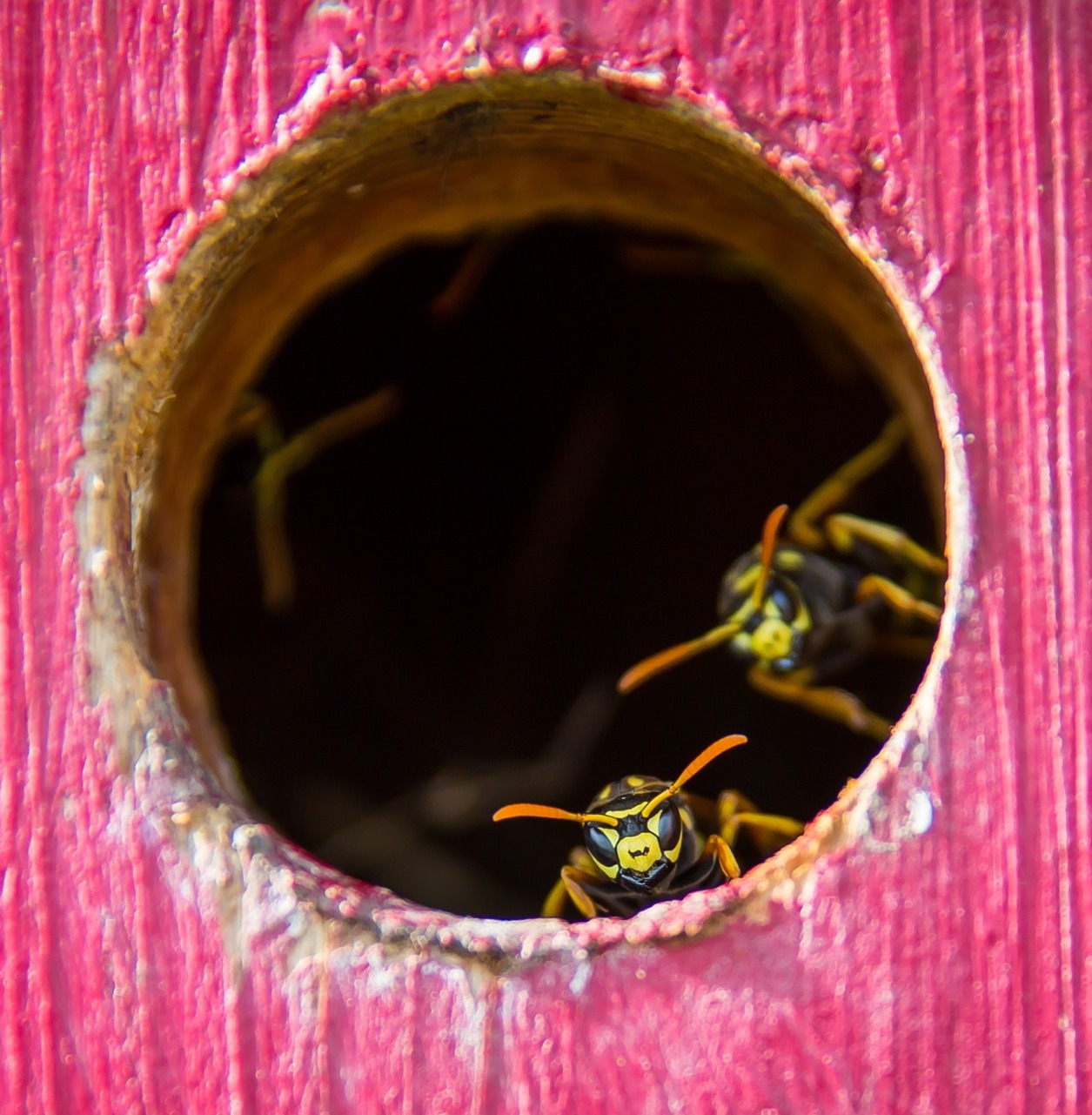 wasps in a bird box