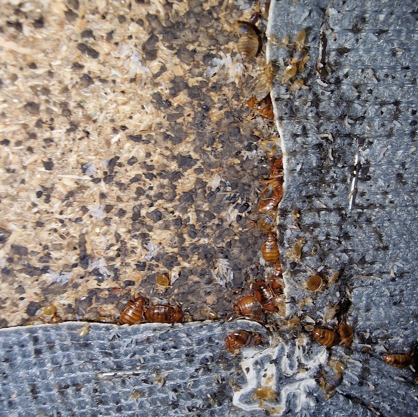 bed bugs on a headboard