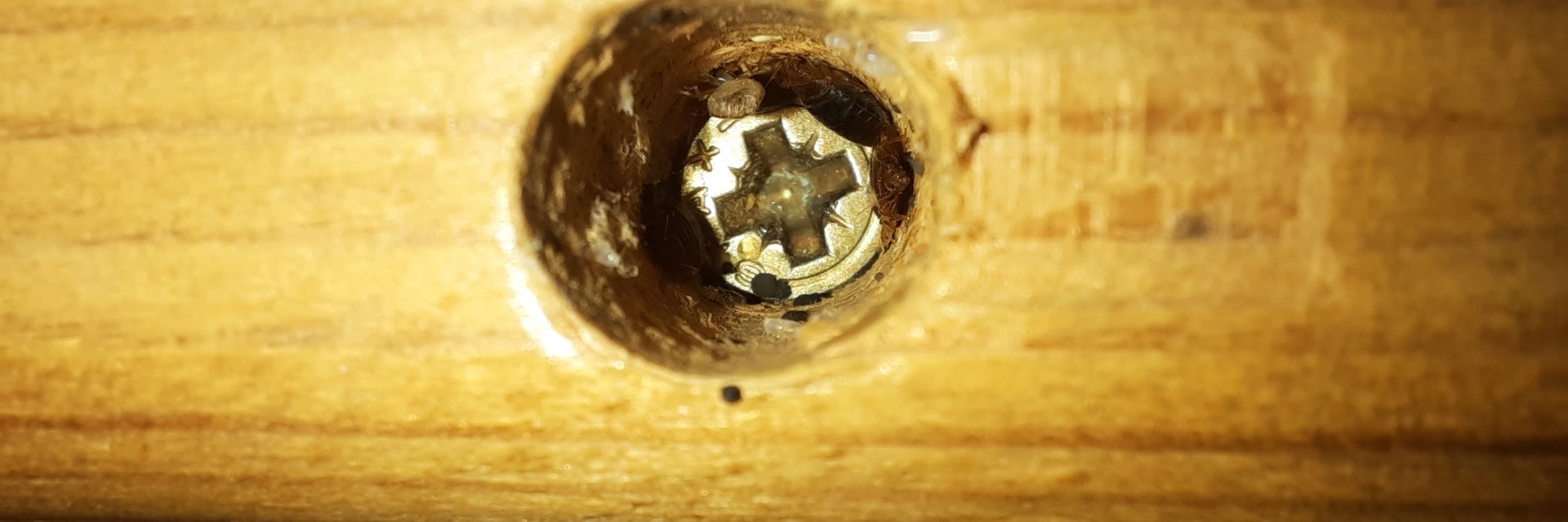 bed bugs in a hole